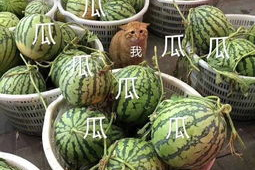 娱乐吃瓜头像图片大全,海量娱乐吃瓜头像大盘点