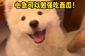 娱乐吃瓜酱人被狗撞,娱乐吃瓜酱人遭遇意外，网友热议