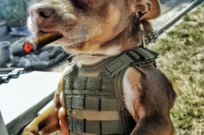 娱乐吃瓜汪星人,揭秘明星背后的故事