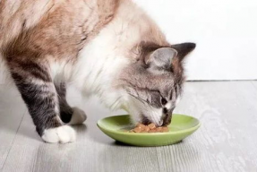 娱乐吃瓜菌猫猫,揭秘娱乐圈那些不为人知的幕后故事