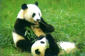 娱乐吃瓜酱大熊猫,揭秘大熊猫的趣味生活