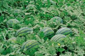 娱乐吃瓜壁纸高清竖屏,一网打尽娱乐圈新鲜事