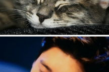 娱乐圈吃瓜猫咪是谁,揭秘网络红人的幕后故事