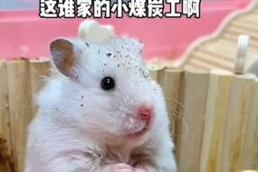 鼠鼠娱乐吃瓜,揭秘娱乐圈吃瓜背后的真相
