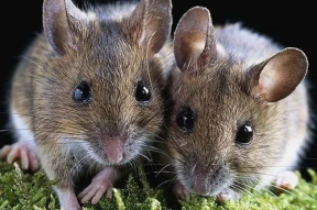 穷人养鼠大法娱乐吃瓜,趣味养鼠，吃瓜乐趣无限