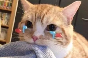 吃瓜娱乐君折耳猫,吃瓜娱乐君带你揭秘网红宠物的魅力与争议