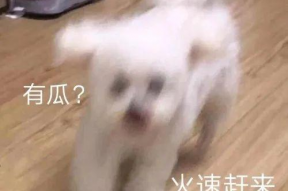 娱乐吃瓜宠物,吃瓜宠物们的欢乐日常