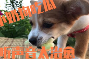 娱乐吃瓜菌小狗,揭秘网络红狗的幕后故事