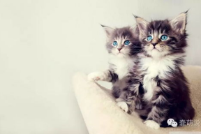 娱乐吃瓜酱小奶猫,揭秘娱乐圈那些不为人知的幕后故事